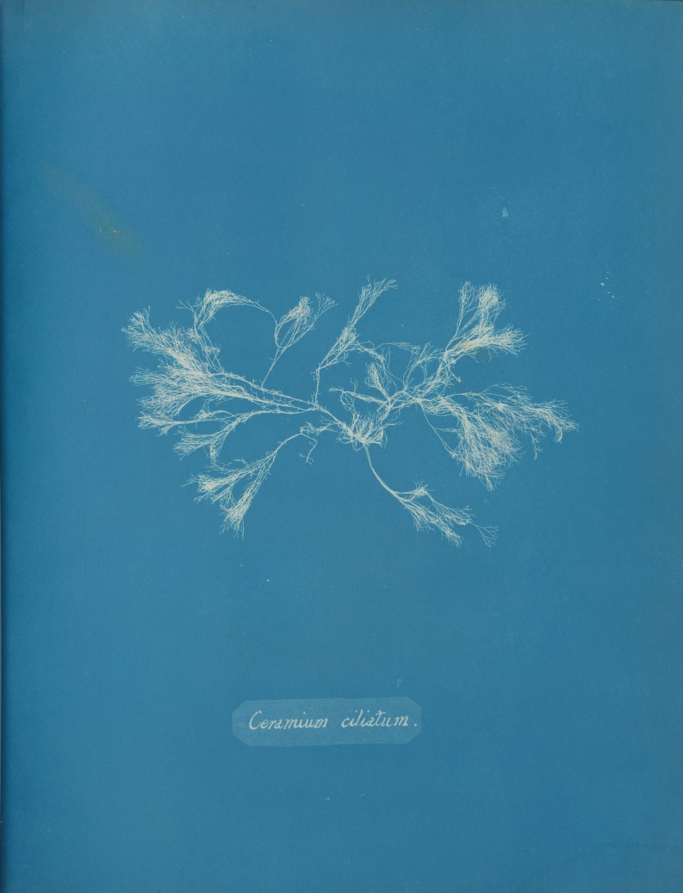Ciliert keramikk, ca. 1853 av Anna Atkins