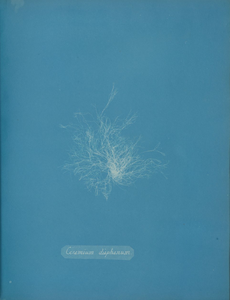 Gjennomsiktig keramikk, ca. 1853 av Anna Atkins