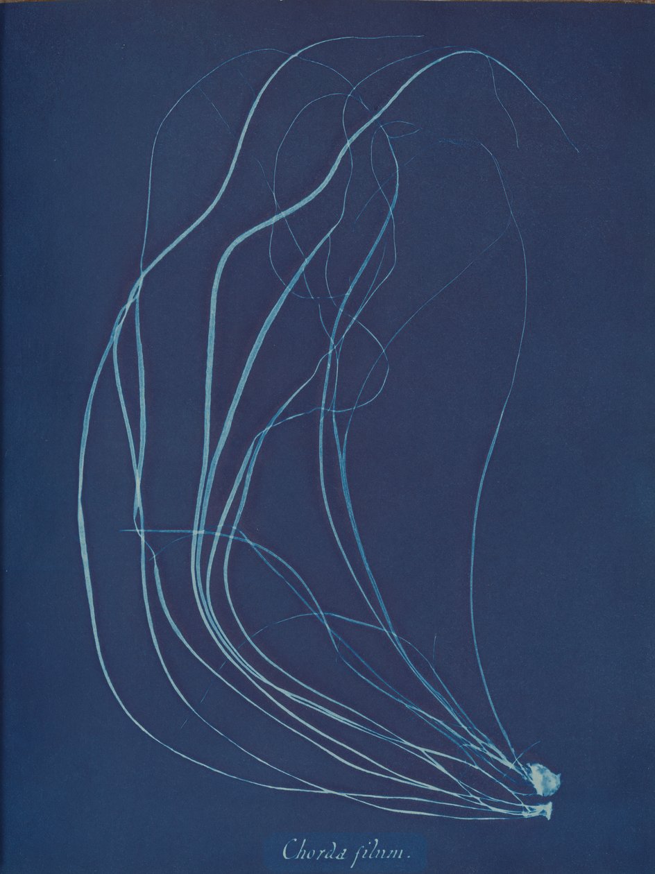 Trådsnor, ca. 1853 av Anna Atkins