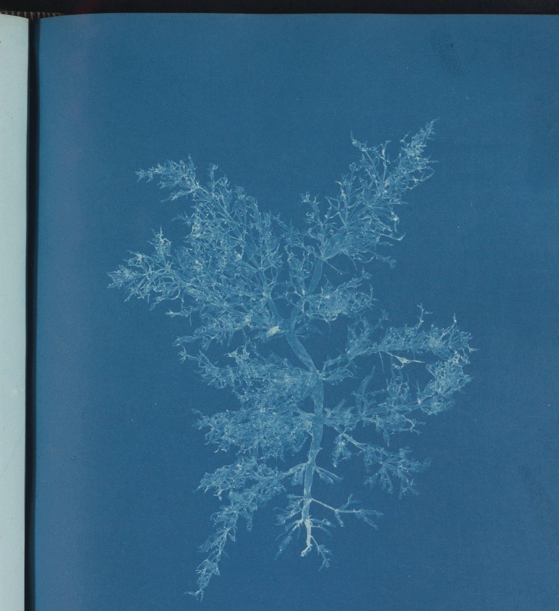 Chylocladia kaliformis av Anna Atkins