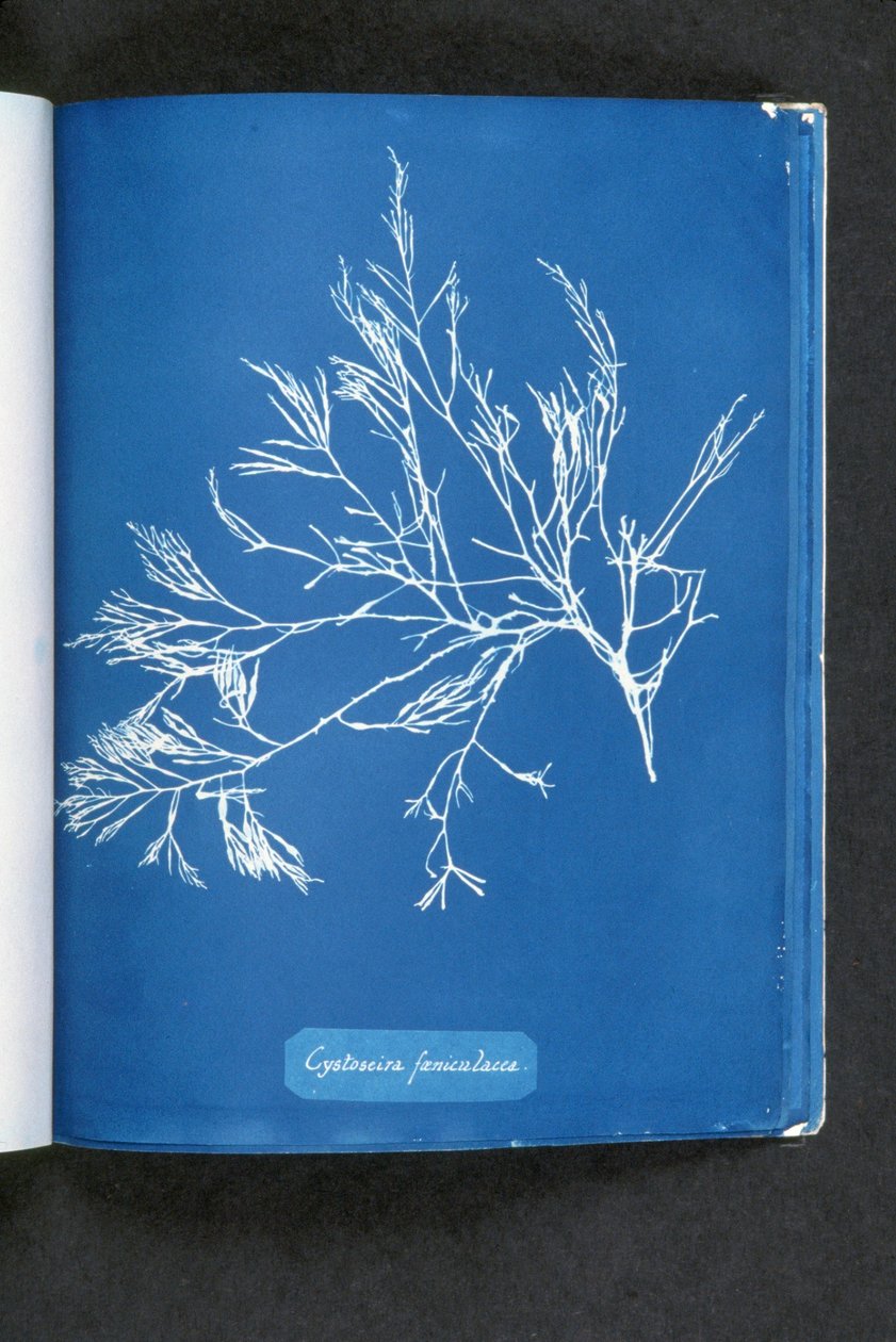 Cystoseira foeniculacea, fra "Photographs of British Algae: Cyanotype Impressions", utgitt 1843-53 av Anna Atkins