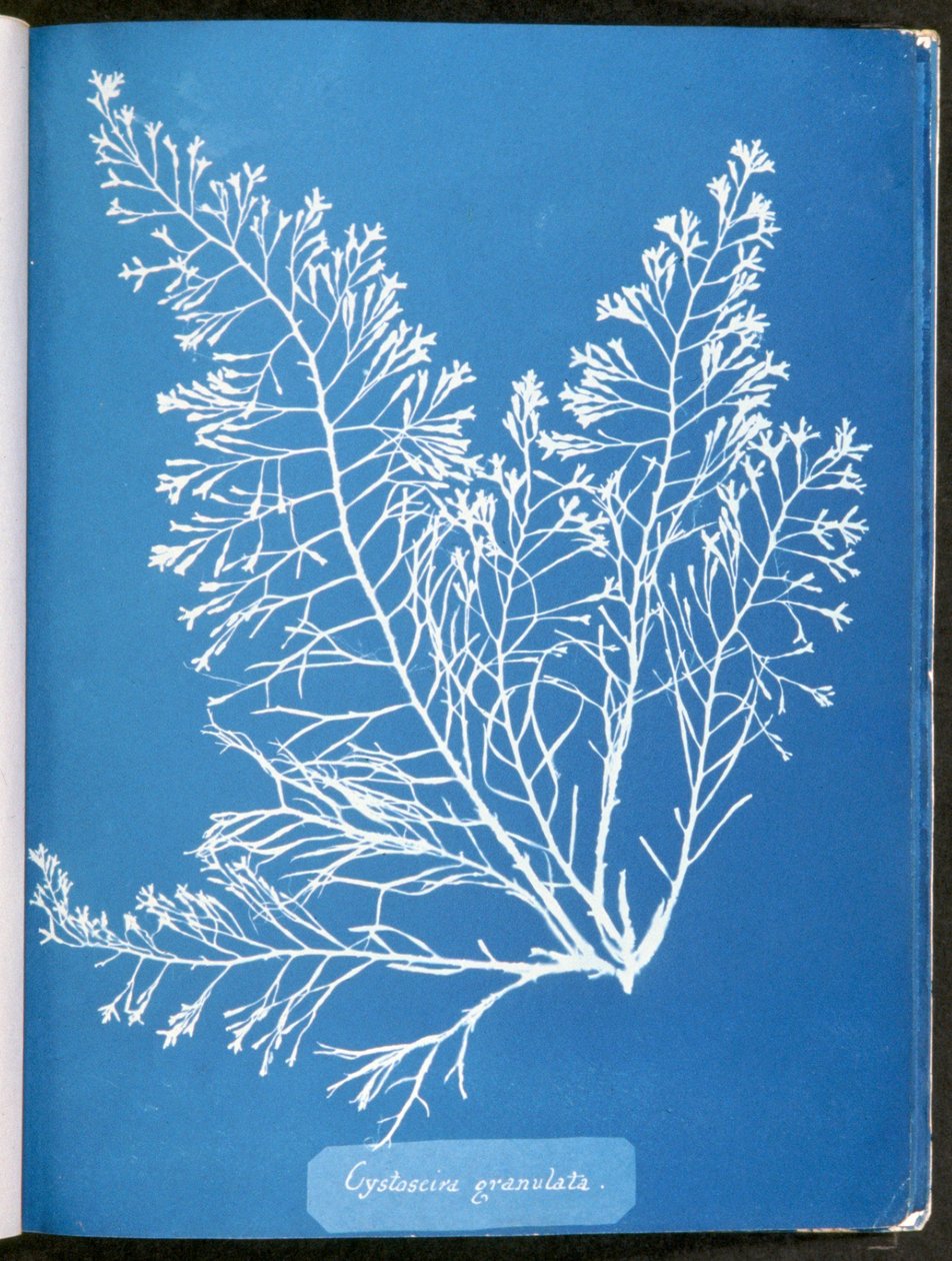 Cystoseira granulata, fra "Photographs of British Algae: Cyanotype Impressions", utgitt 1843-53 av Anna Atkins