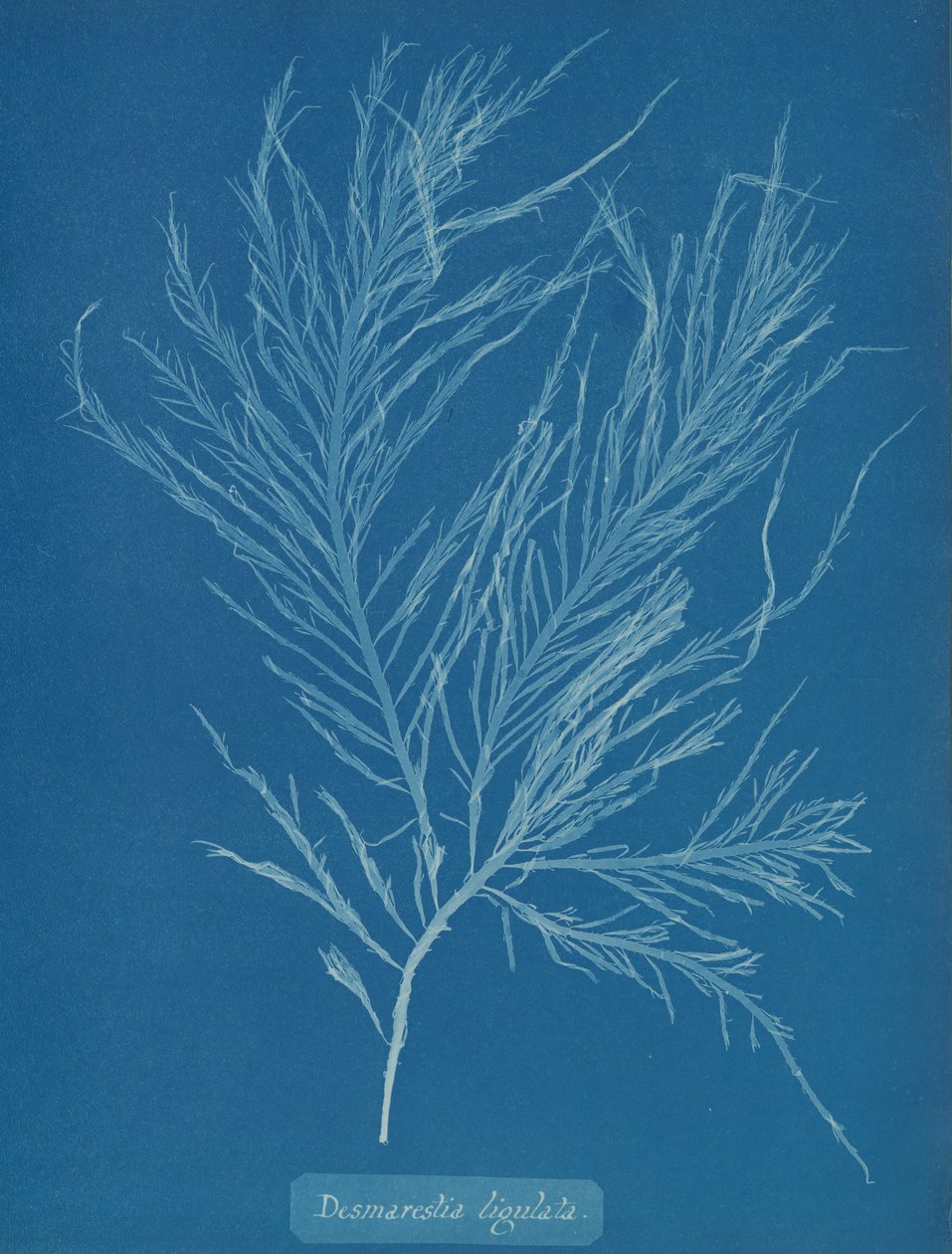 Desmarestia liqulata, ca. 1853. av Anna Atkins