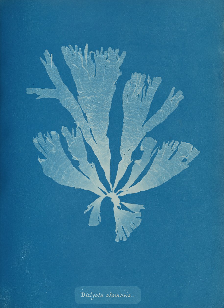 Dictyota atomaria, ca. 1853. av Anna Atkins