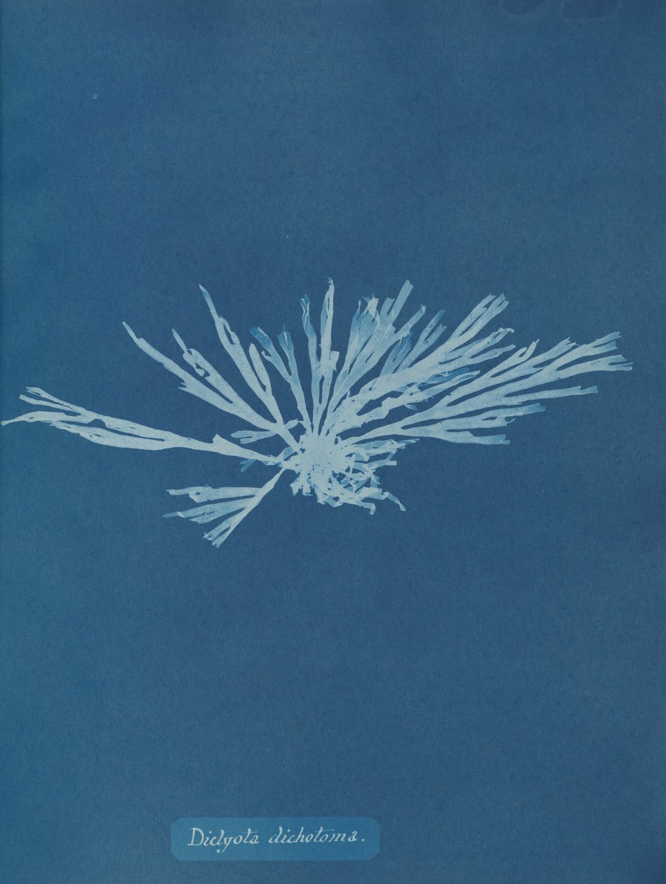 Dictyota dichotoma, ca. 1853.    1195401   no       norwegian Successfully Translated  Original: La Croisette, Cannes (oil on canvas) Translat: La Croisette, Cannes (oil on canvas) 1417499 no norwegian Successfully Translated Original: Lady Torrens and Fam av Anna Atkins
