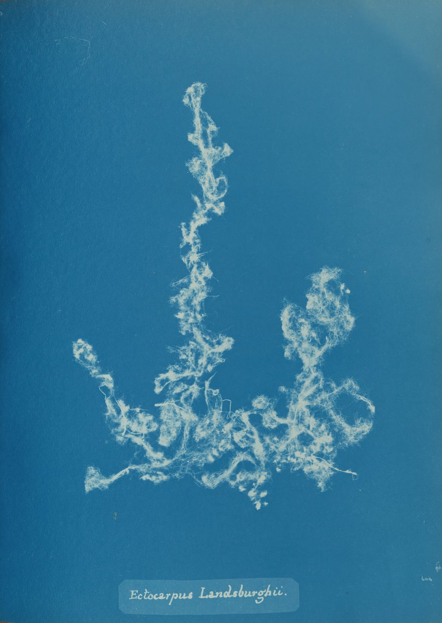 Ectocarpus Landsburghii, ca. 1853. av Anna Atkins