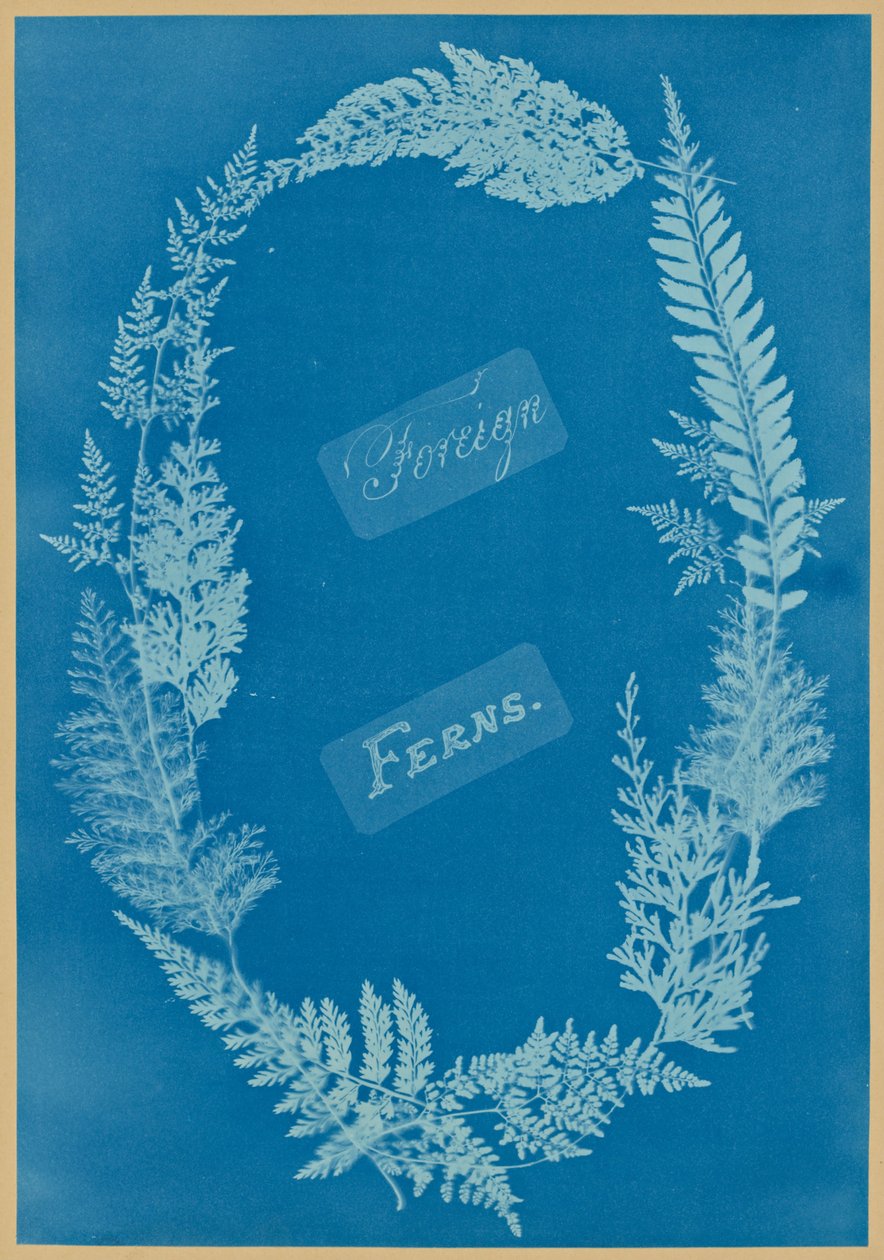 Utenlandske bregner av Anna Atkins