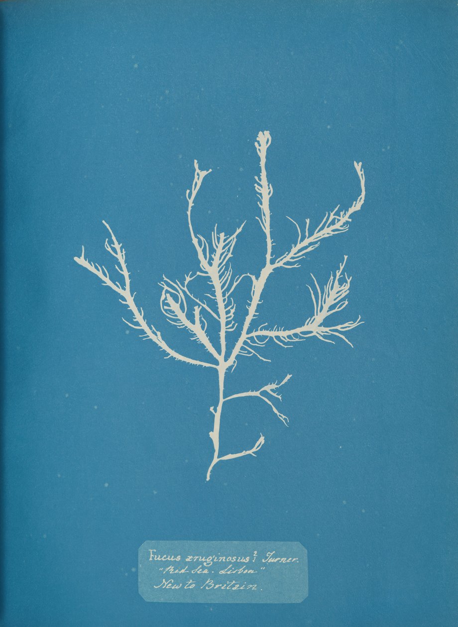 Fucus aeruginosus Turner. Med. Sea Lisbon Ny for Storbritannia., ca. 1853. av Anna Atkins