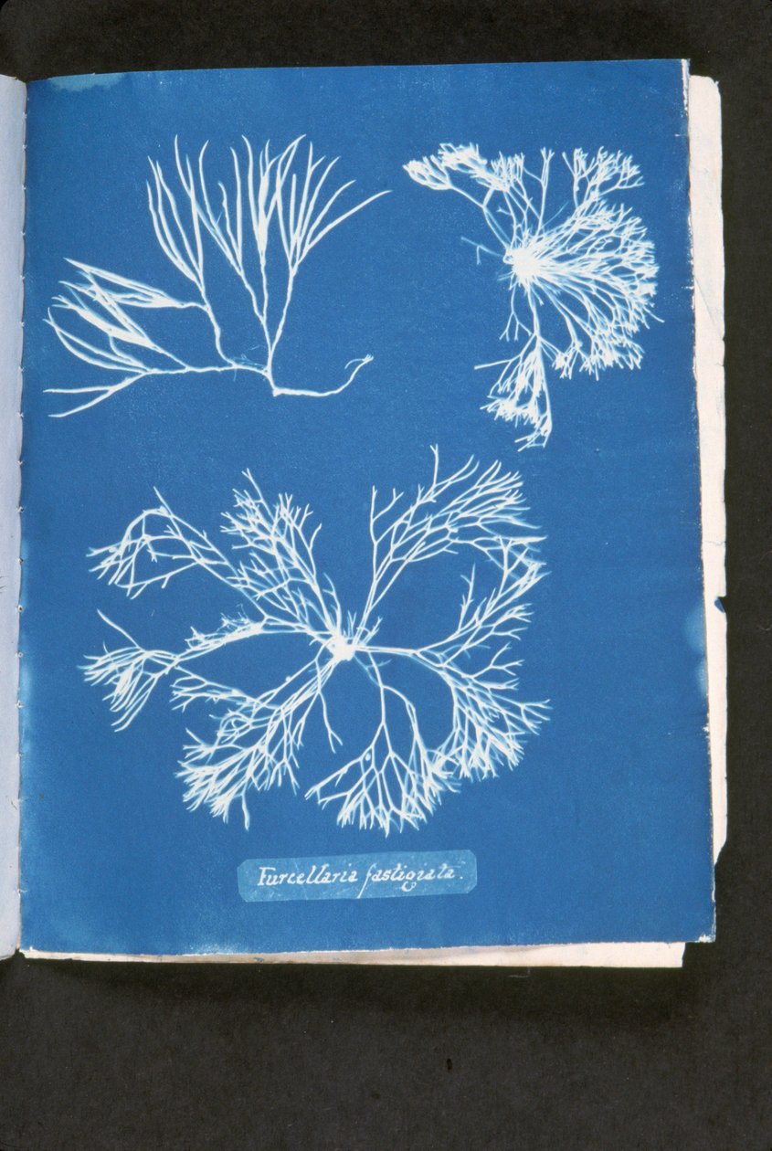 Furcelleria fastigiata, fra 