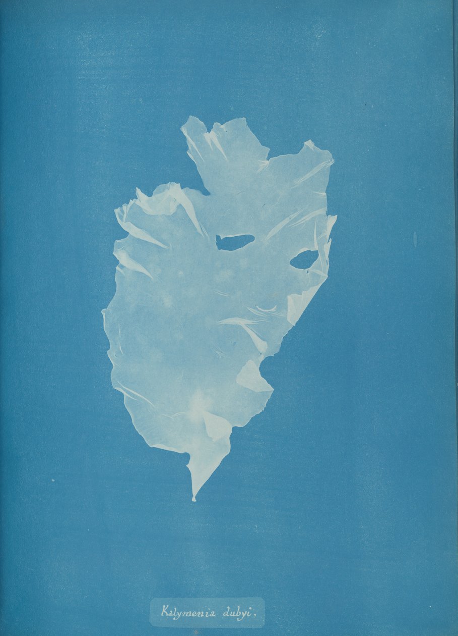 Kalymenia dubyi, ca. 1853. av Anna Atkins