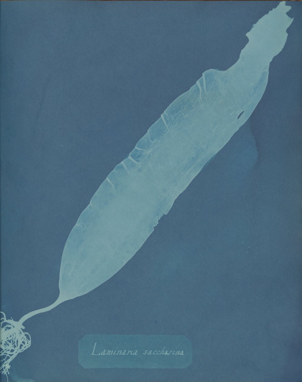 Laminaria saccharina, ca. 1853. av Anna Atkins