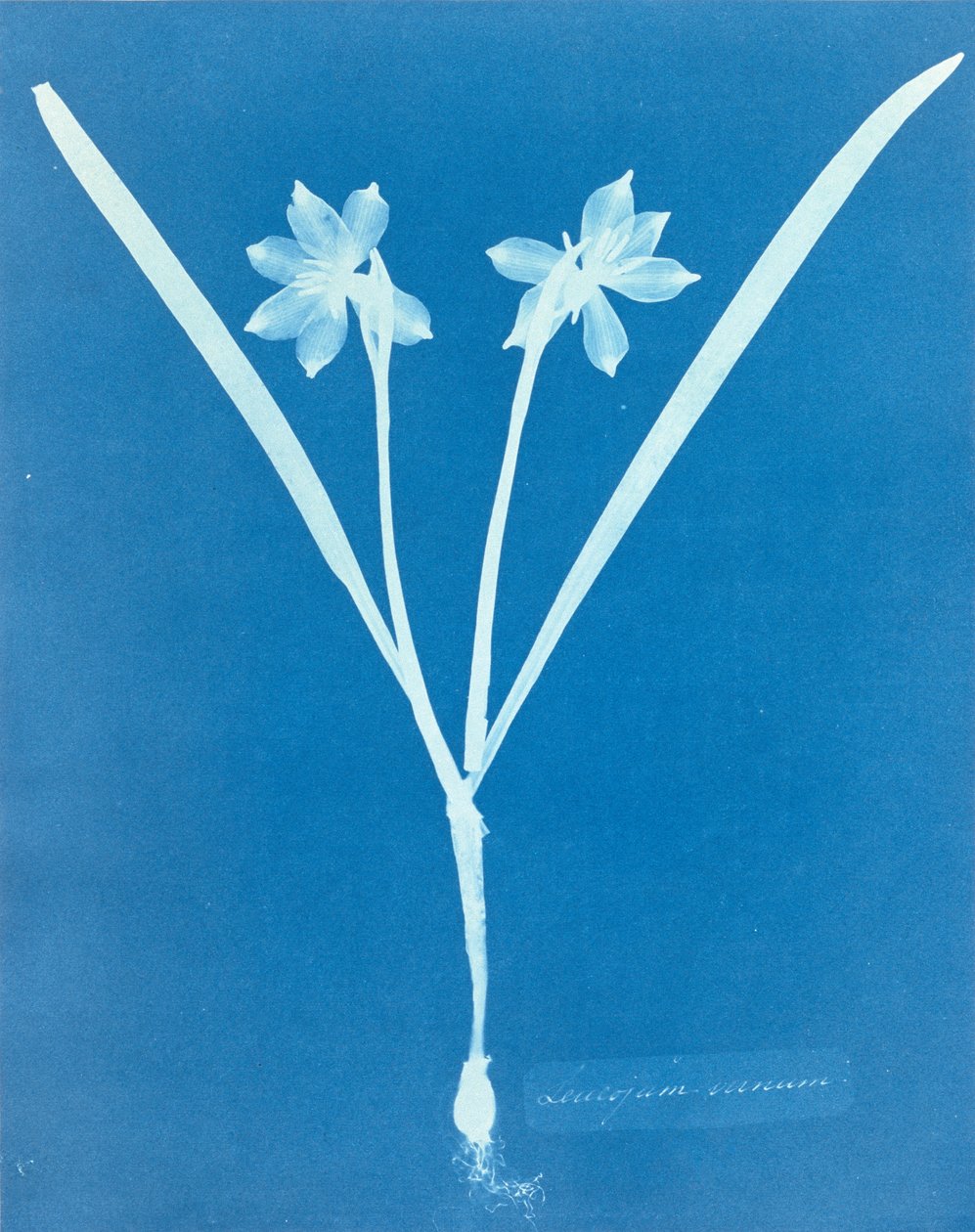 Leucojam Varium av Anna Atkins av Anna Atkins