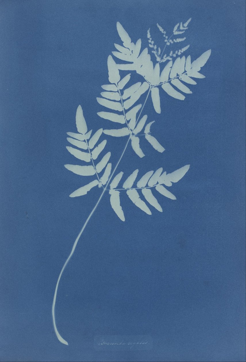  av Anna Atkins