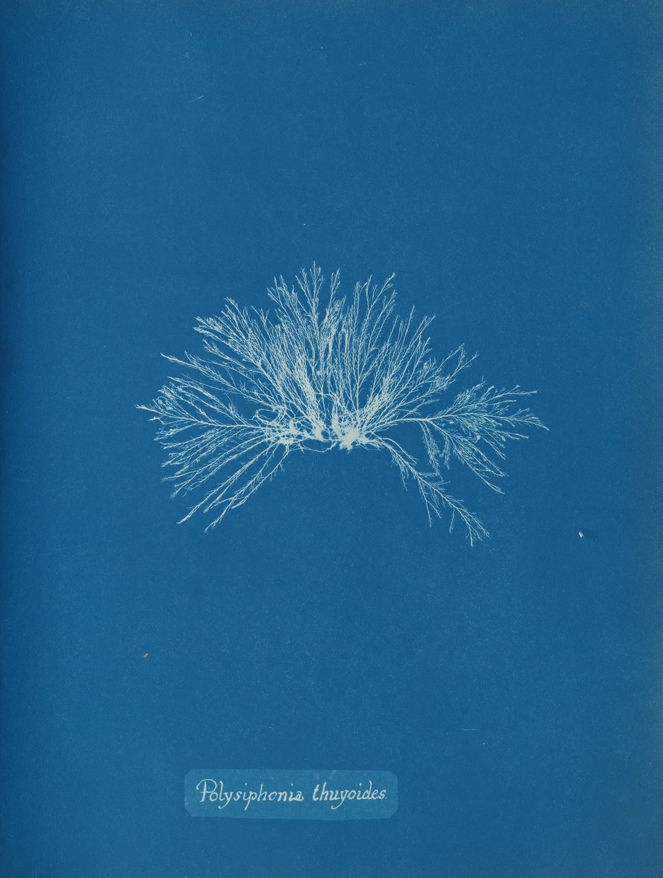 Polysiphonia thuyoides, ca. 1853. av Anna Atkins