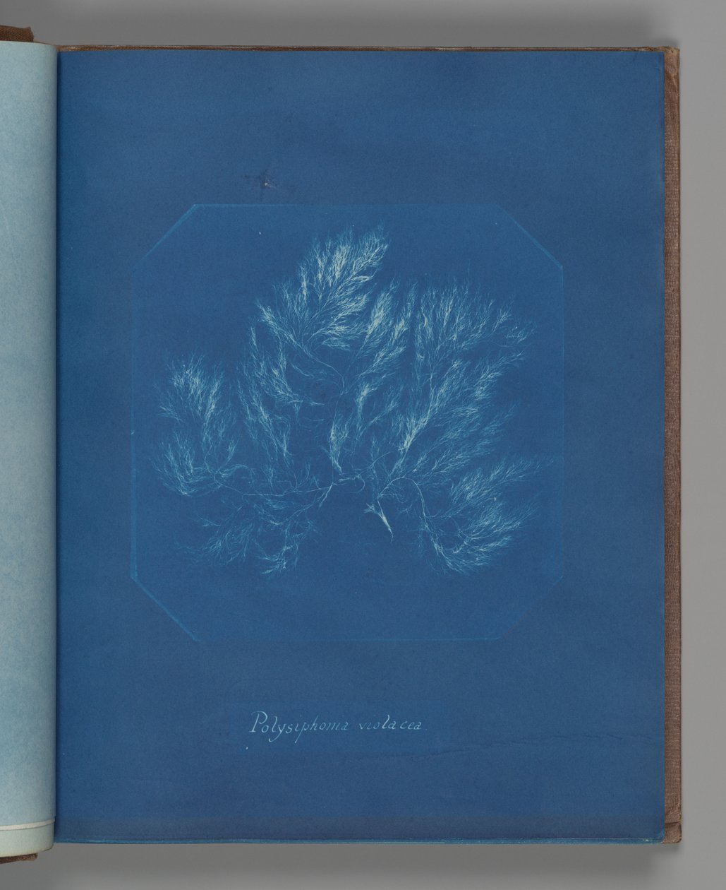 Polysiphonia violacea av Anna Atkins