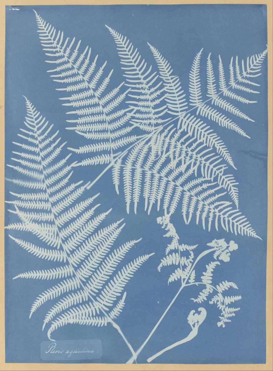  av Anna Atkins