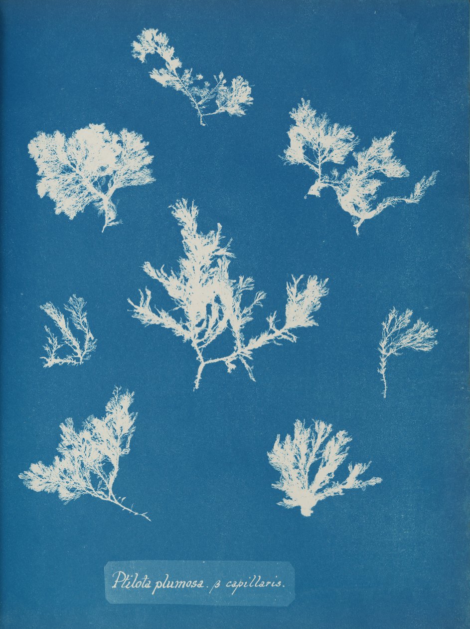 Ptilota plumosa. ß kapillærer, ca. 1853. av Anna Atkins