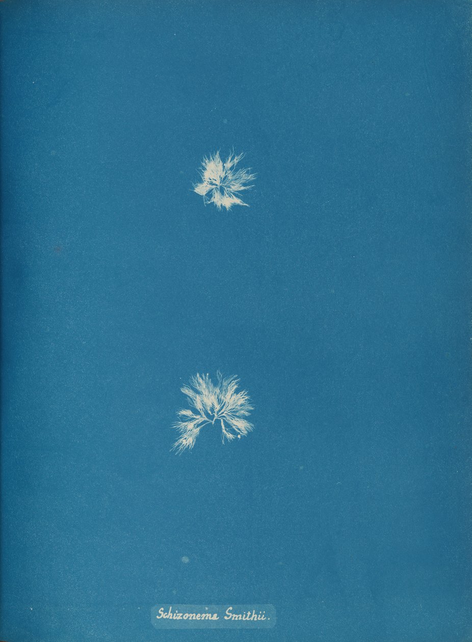 Schizonema Smithii, ca. 1853. av Anna Atkins
