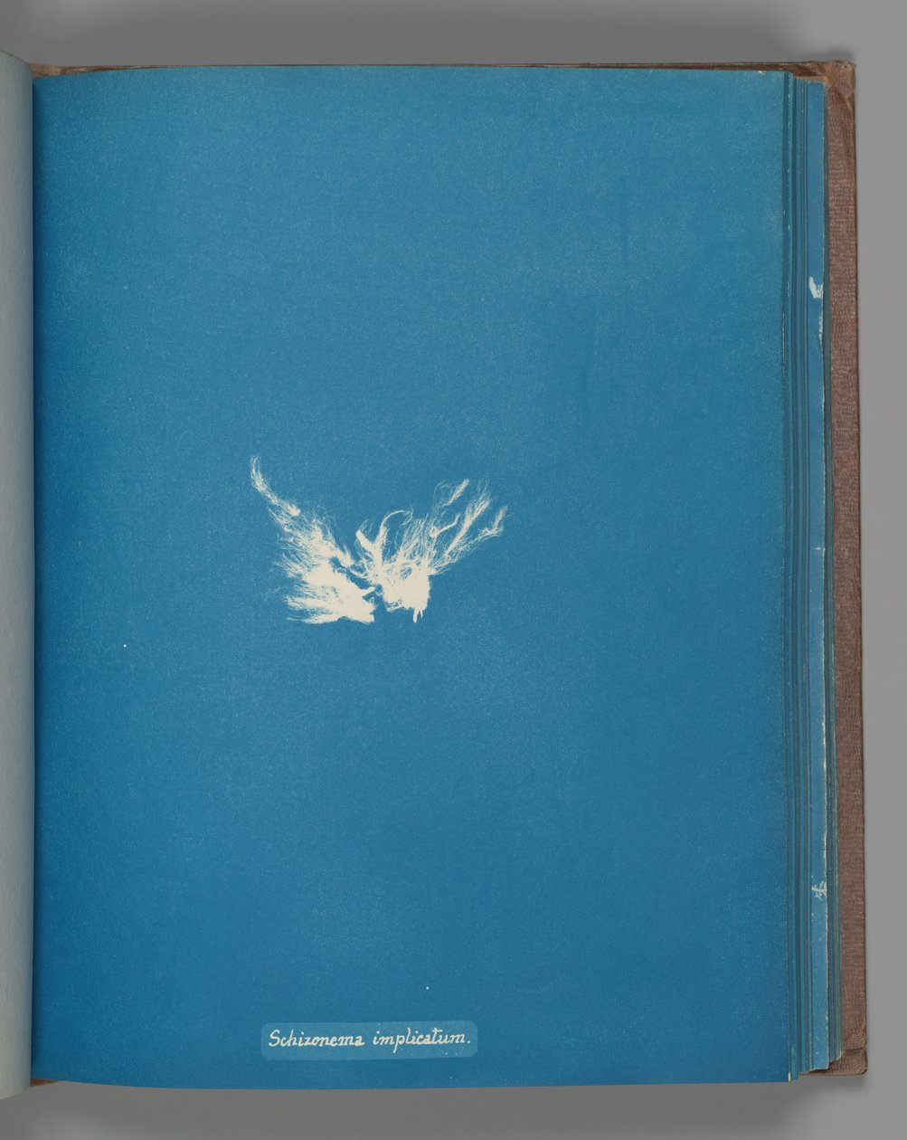 Schizonomkompleks, ca. 1853 av Anna Atkins