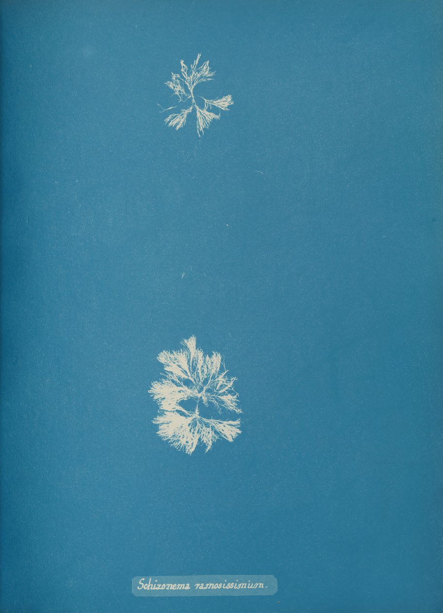 Schizonema ramosissimus, ca. 1853 av Anna Atkins