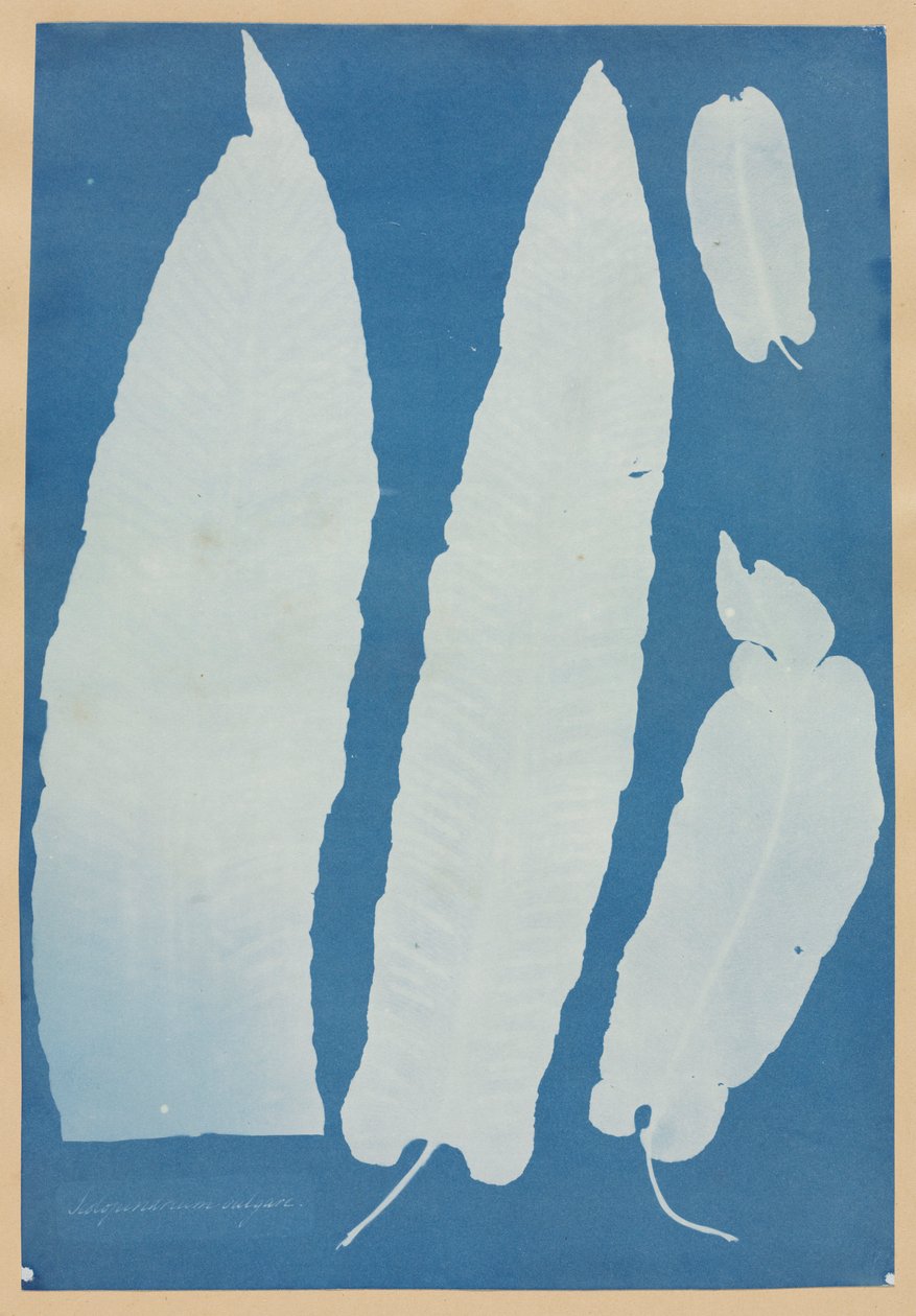 Scolopendrium Vulgare, 1852-1854. av Anna Atkins