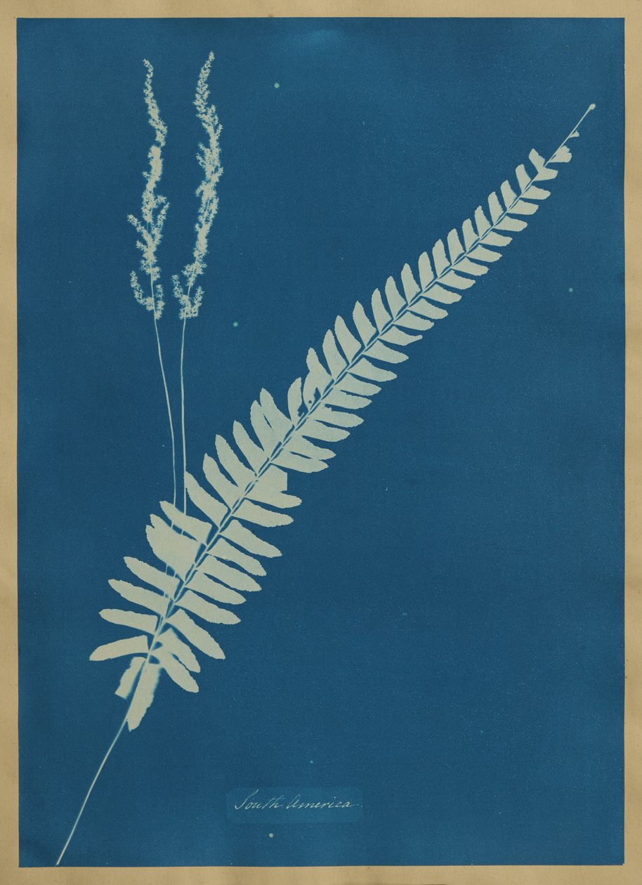Sør-Amerika av Anna Atkins