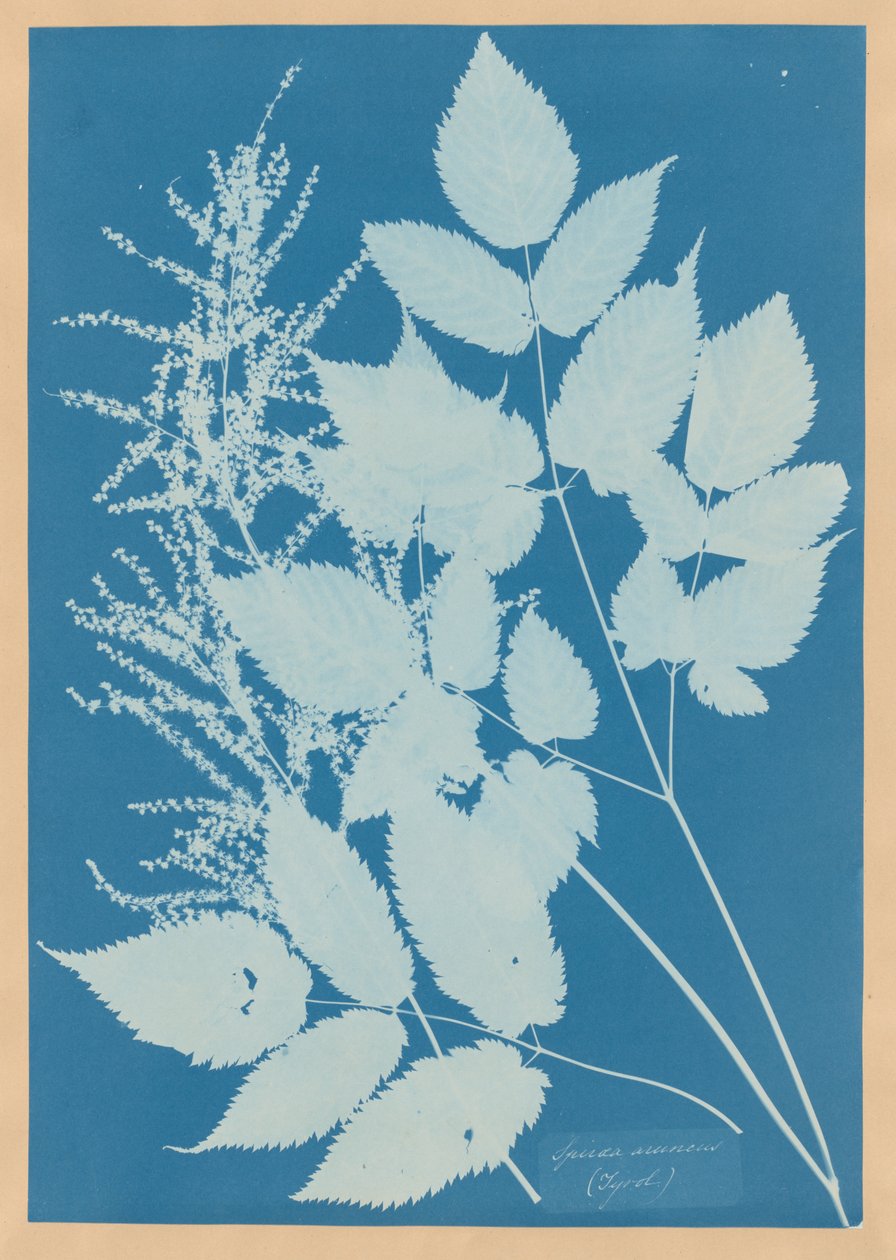 Spiraea aruncus (Tyrol) av Anna Atkins