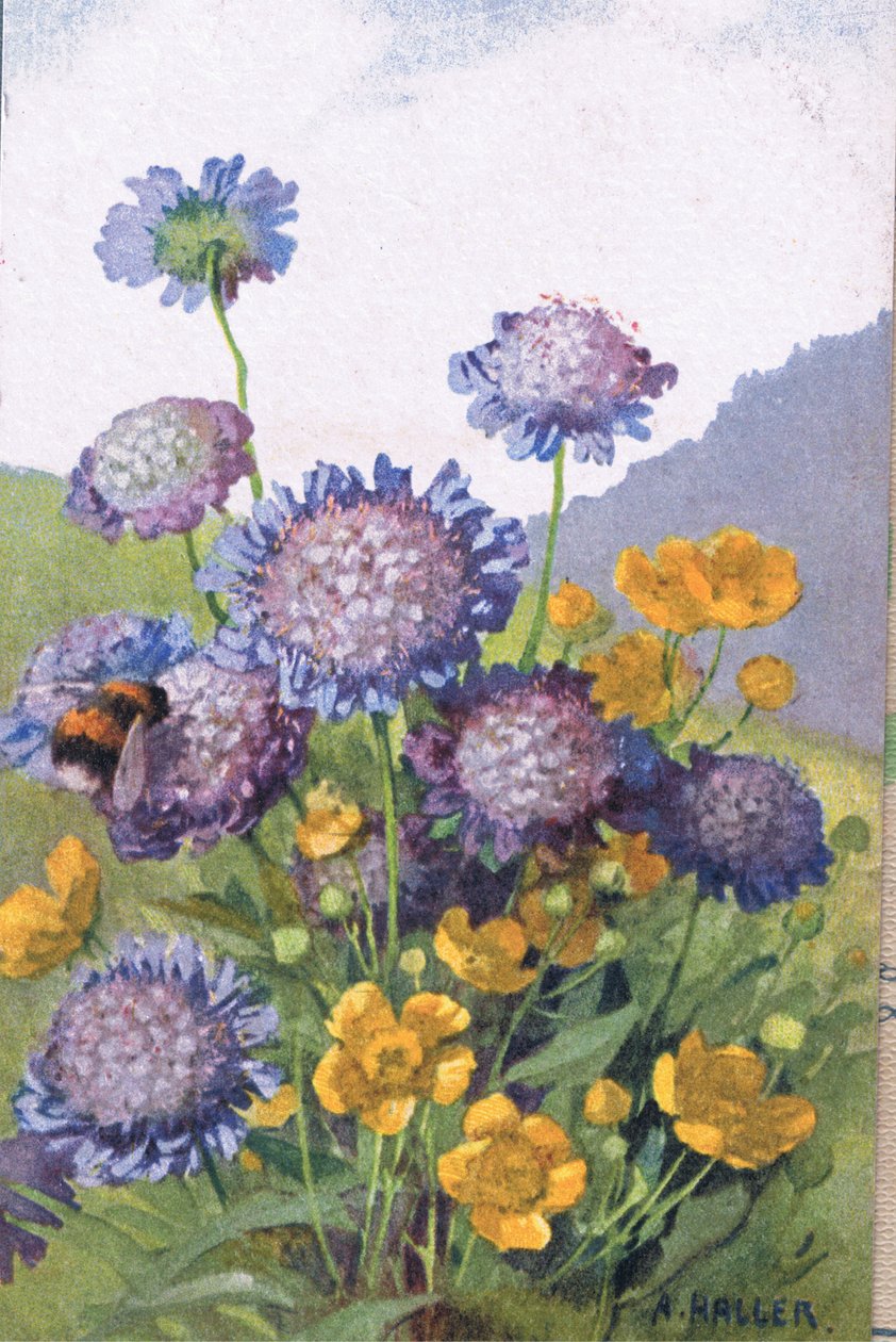 Smørblomster; Kornblomster og bie, postkort, 1940-tallet av Anna Haller
