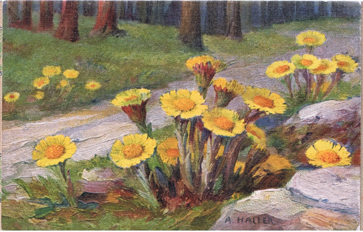 Coltsfoot, postkort, 1940-tallet av Anna Haller
