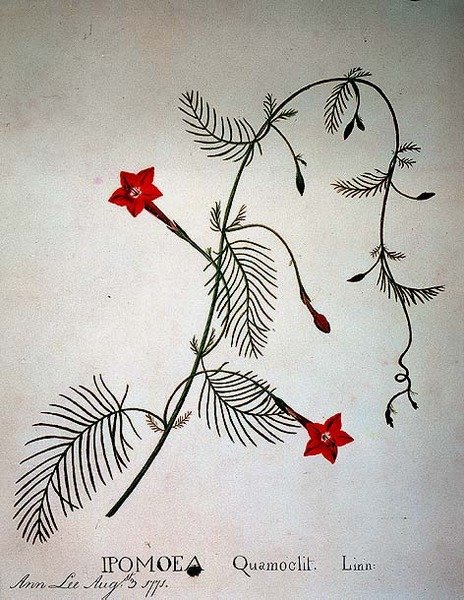Cypress Vine: Ipomoea quomoclit av Anna Lee