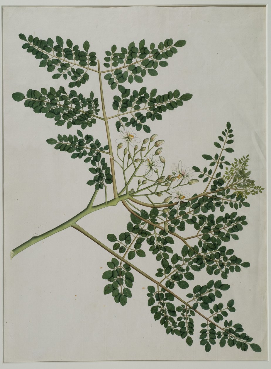Moringa oleifera, også kalt pepperrottre, eller trommestikktre (akvarell på papir) av Anna Maria Jones
