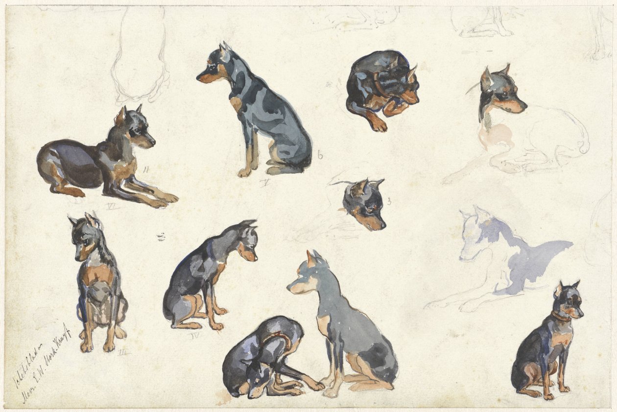 Studier av en hund av Anna Maria Kruijff