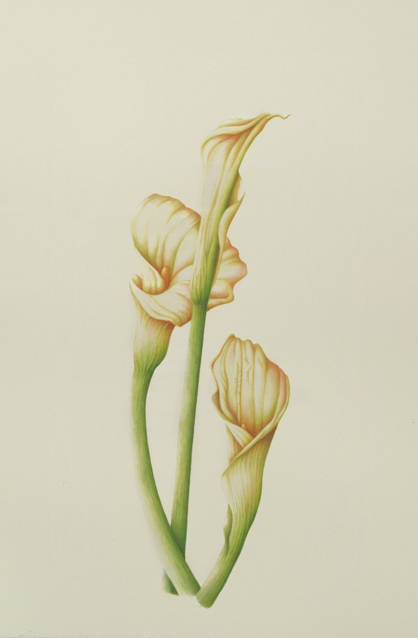Arum Lily, 2001 (wc på papir) av Annabel Barrett