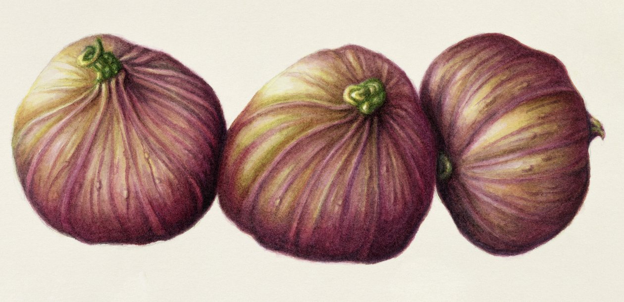 Figs, 2001 (wc på papir) av Annabel Barrett