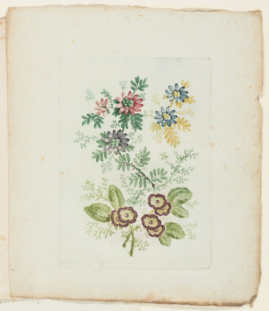 Plate, fra New Suite of Notebooks of Ideal Flowers for bruk av tegnere og malere av Anne Allen