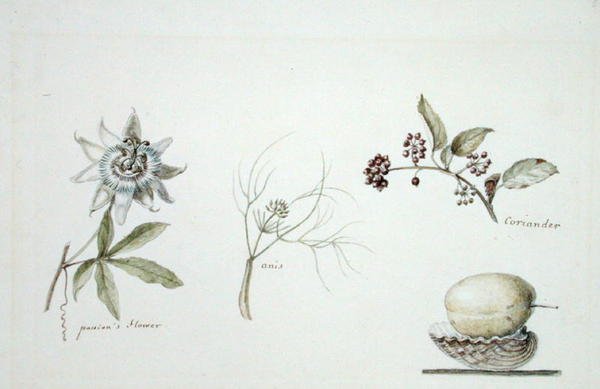Pasjonsblomst, anis og koriander av Anne Marguerite Hyde de Neuville
