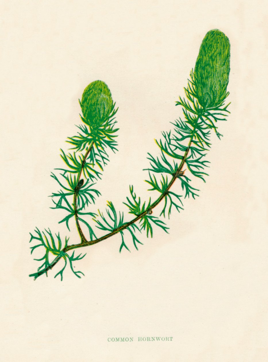 Vanlig hornwort, c1891, 1891 av Anne Pratt