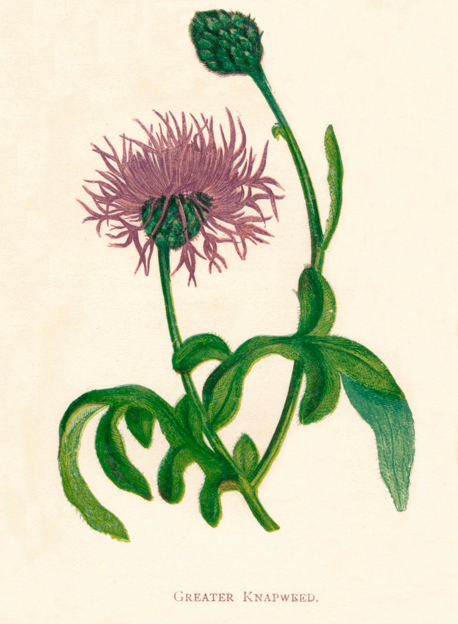 Greater Knapweed, c1891, 1891 av Anne Pratt