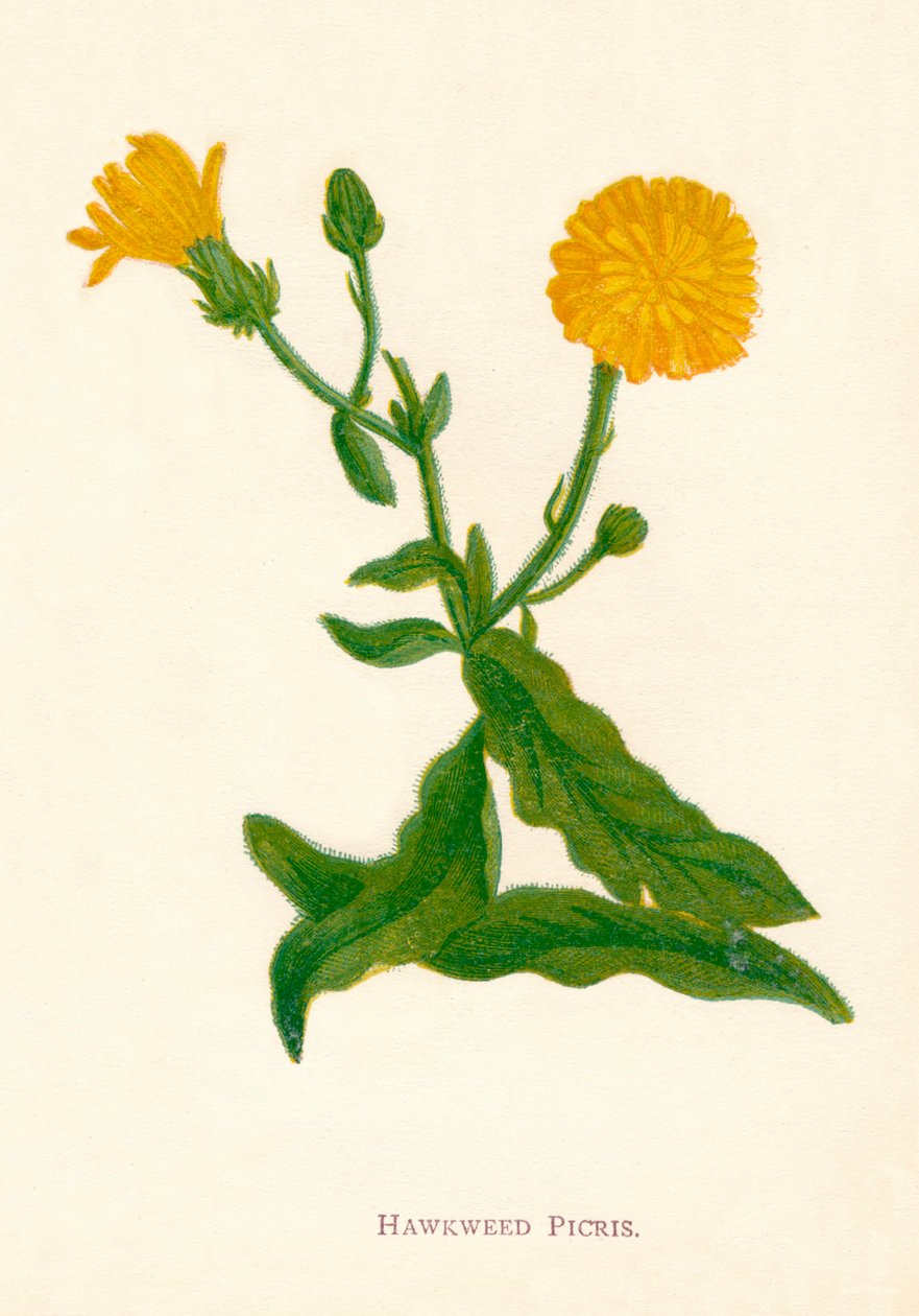 Hawkweed Picris, c1891, 1891 av Anne Pratt