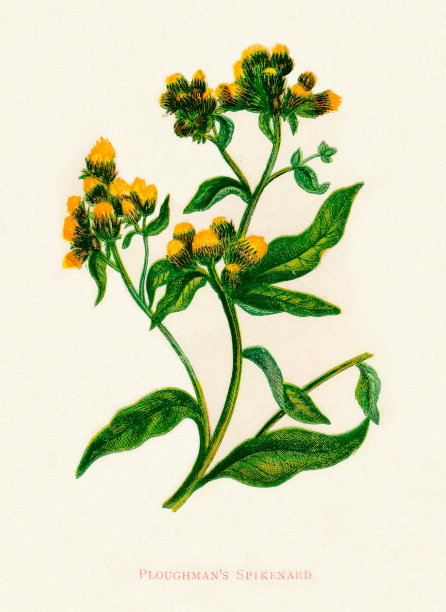 Ploughmans Spikenard, c1891, 1891 av Anne Pratt