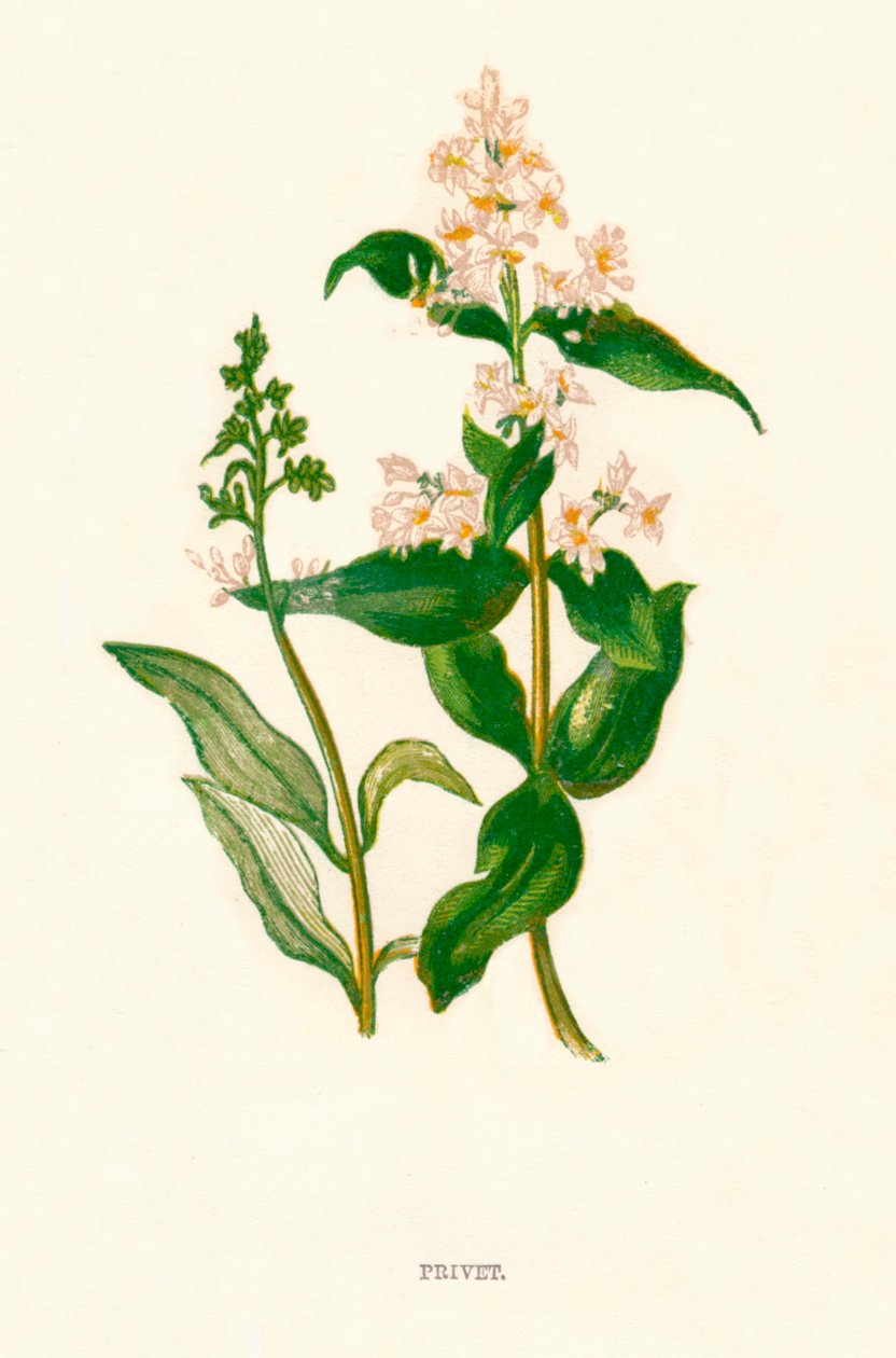 Liguster, c1891, 1891 av Anne Pratt