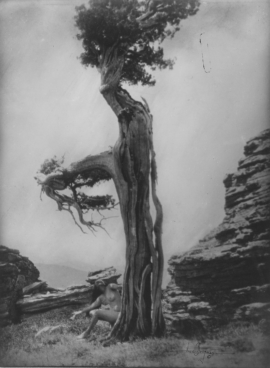Uten tittel (naken ved bunnen av en sedertre) av Anne W. Brigman