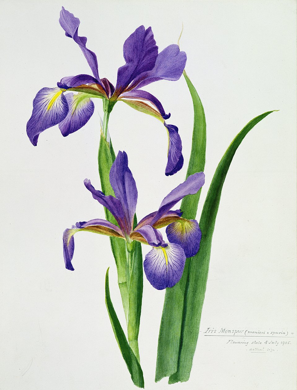 Iris monspur (akvarell) av Unbekannt Unbekannt
