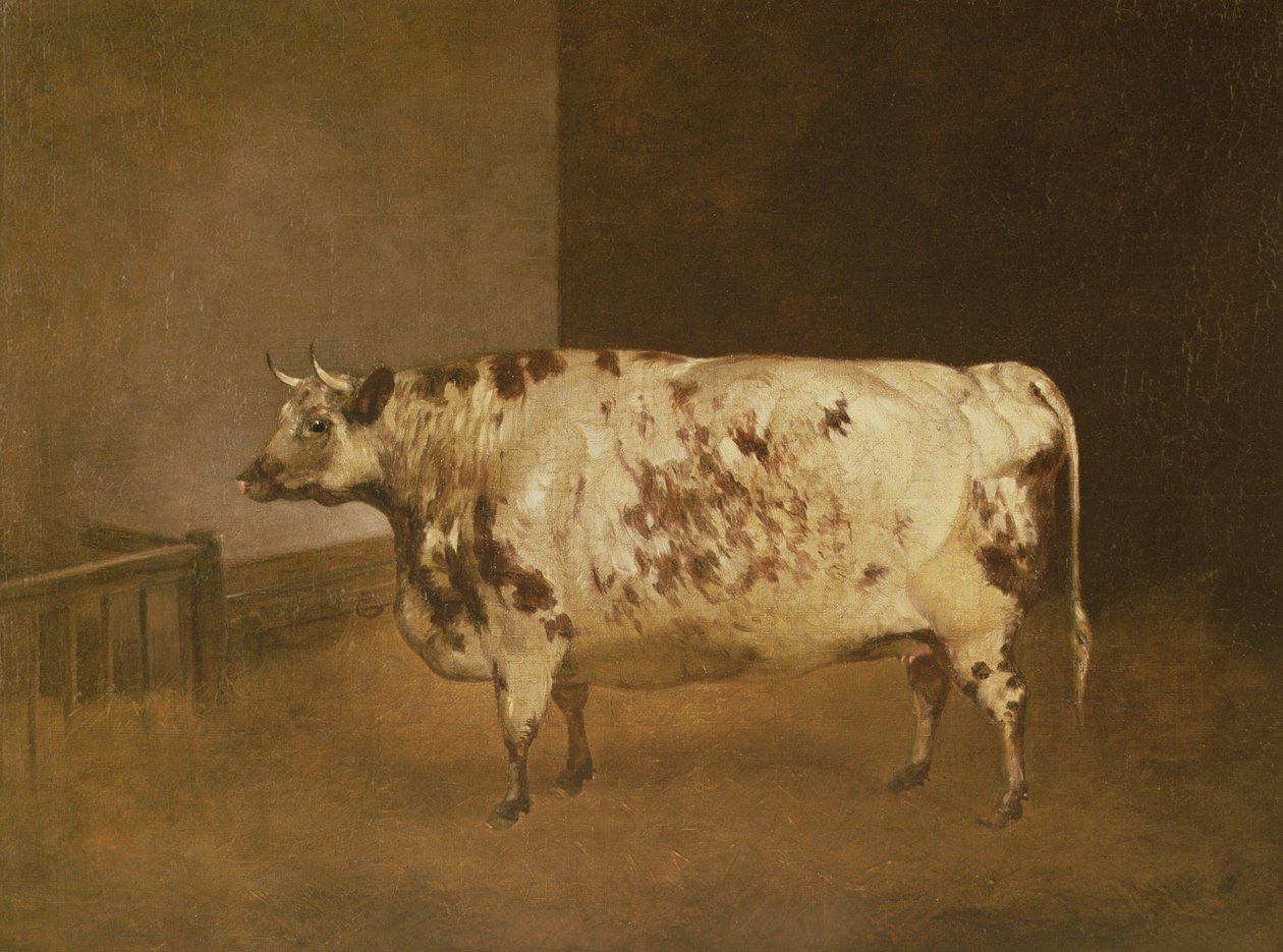 Shorthorn Cow, ca. 1850 av Unbekannt Unbekannt