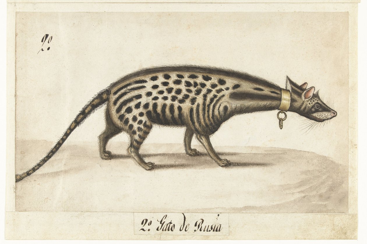 Albumark med sivet Civet Cat av Anonymous