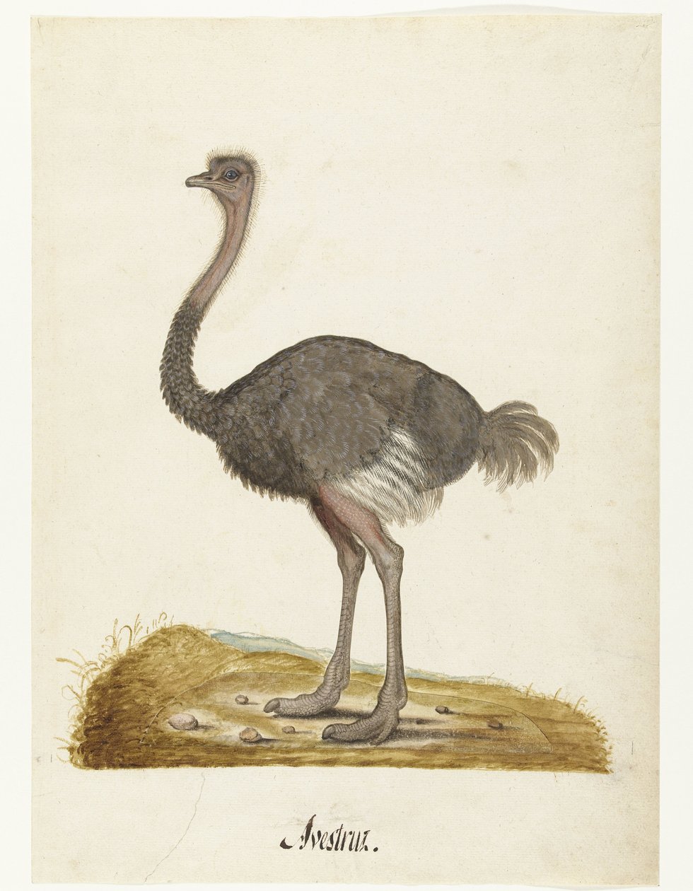 Albumark med en struts Struisvogel Avestruz. (tittel på objekt) Lombard-album (serietittel) av Anonymous