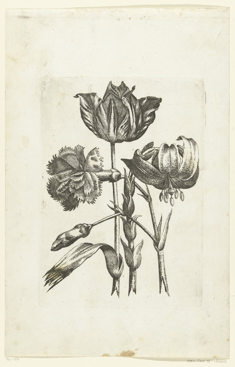 Anjer, tulp en lelie Nye blomsterikoner (serietittel) av Anonymous