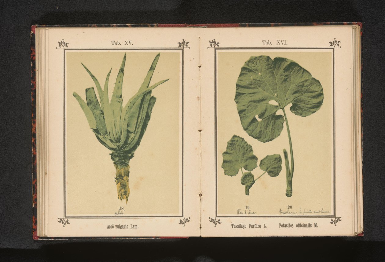Blad av en følfot og et blad av en løve Tussilago Farfara L. Petasites officinalis M. (tittel på objekt) av Anonymous