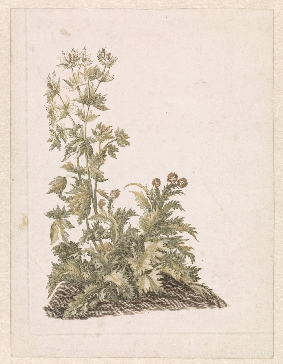 Blomstrende tistler av Anonymous