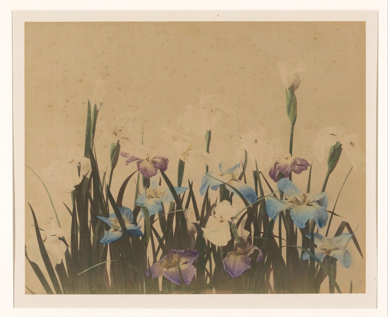 Blomsterstilleben med iris av Anonymous